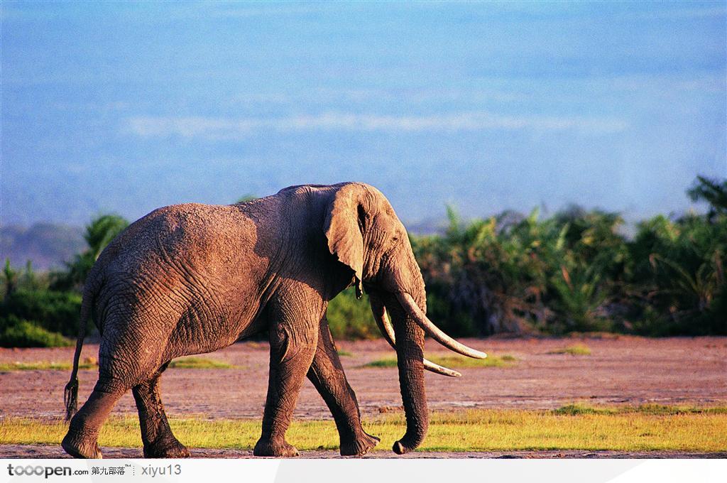 象之世界-庞大的大象侧面