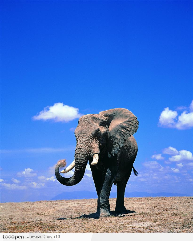 象之世界-蓝天下弯着鼻子的大象