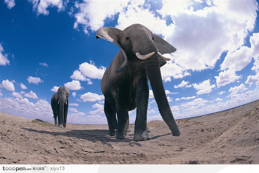 象之世界-小象和大象
