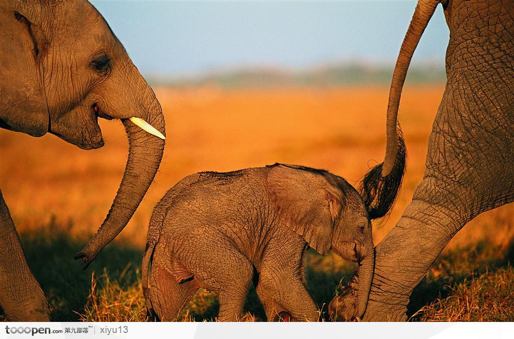 象之世界-夹在大象中间的小象