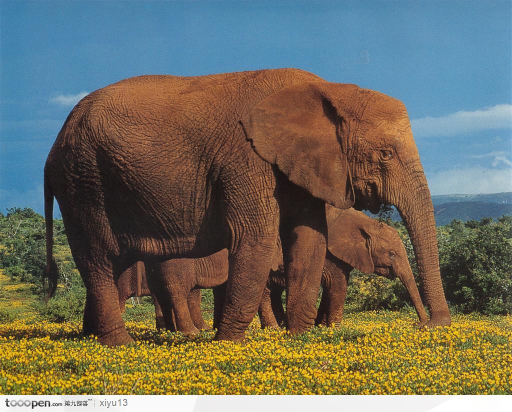 象之世界-褐色的大象