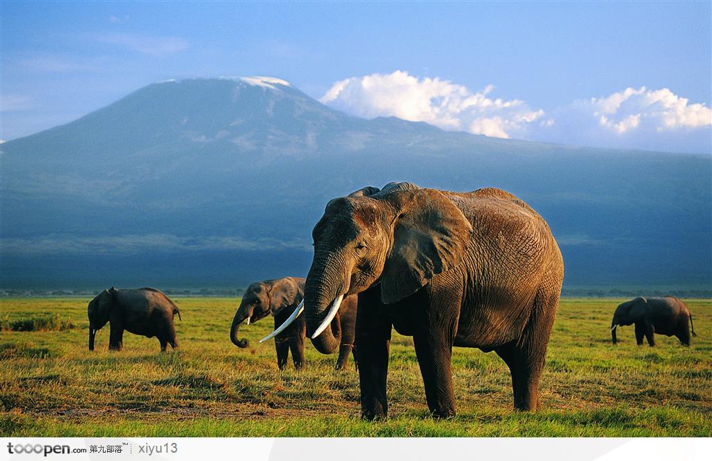象之世界-一头可爱的大象