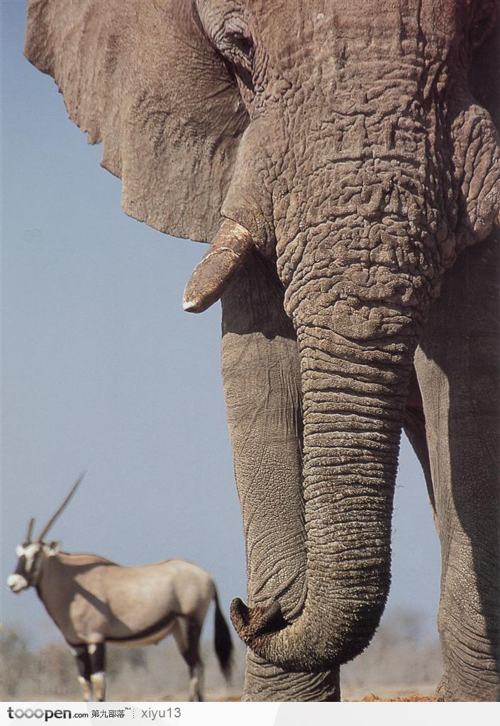 象之世界-大象鼻子特写