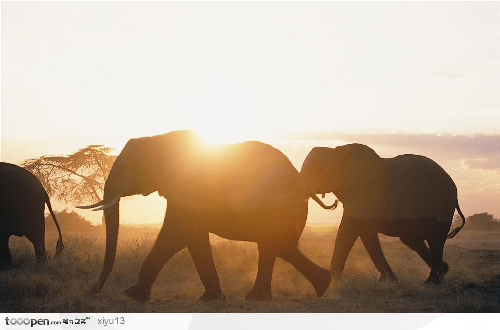 象之世界-夕阳时行走的大象