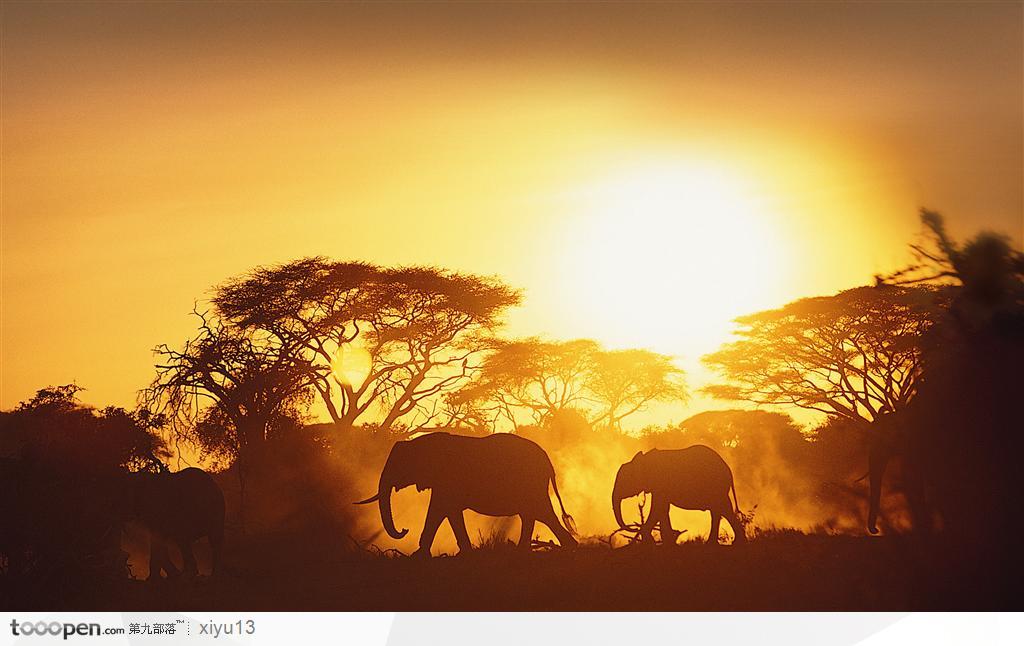 象之世界-夕阳下的小象