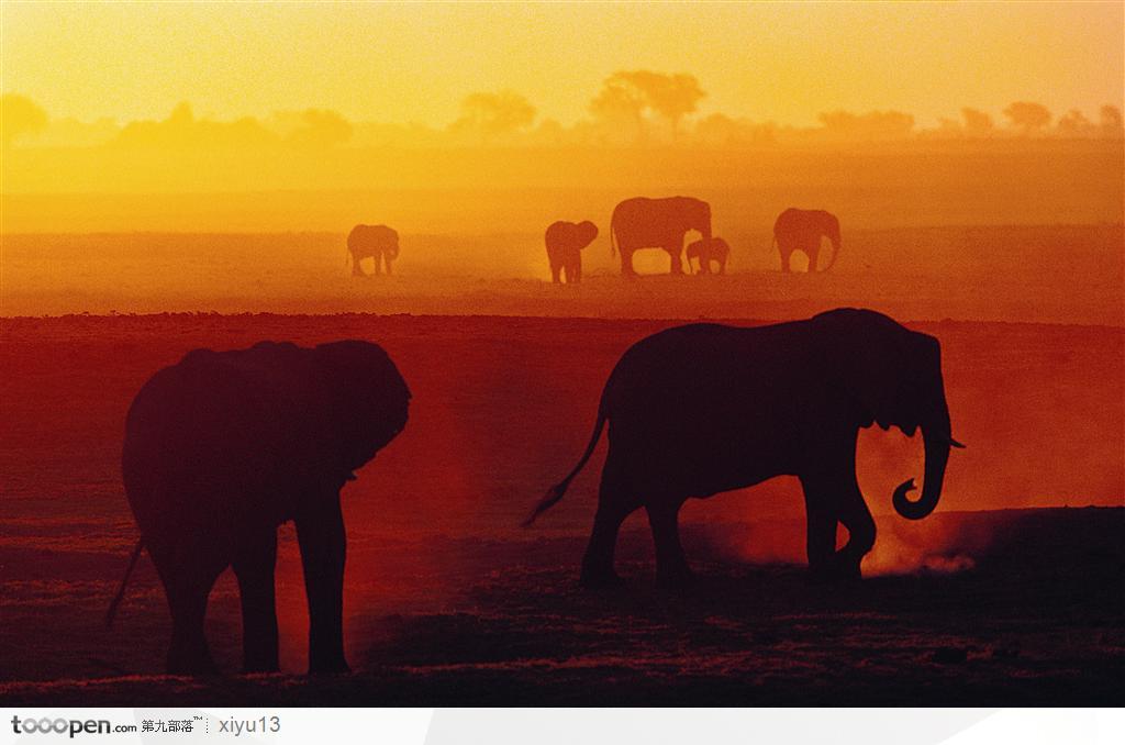 象之世界-夕阳下行走的大象