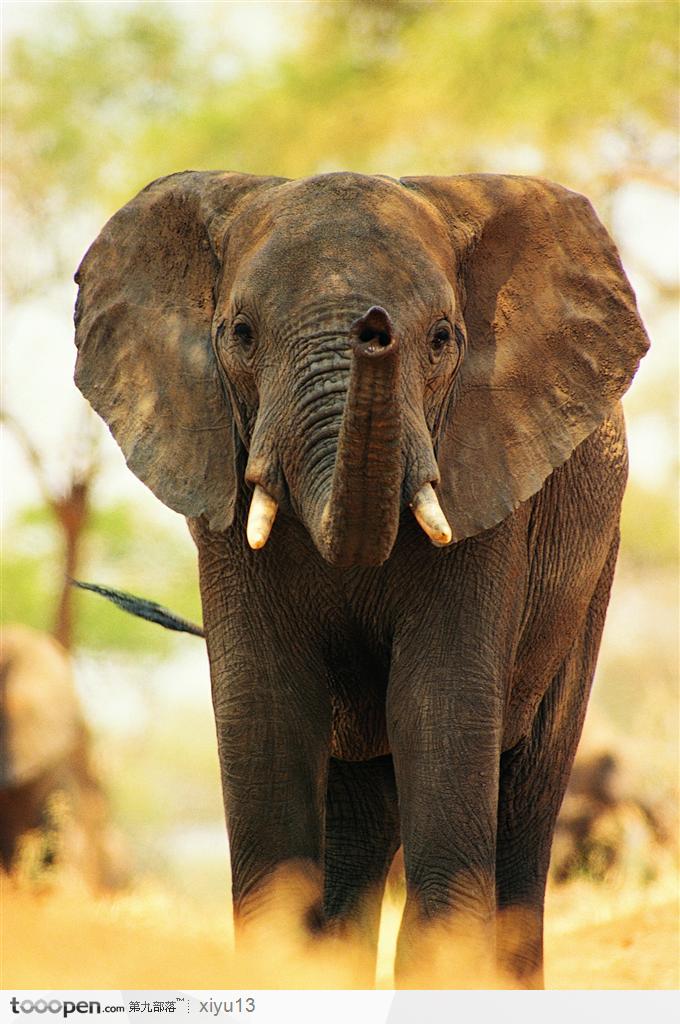 象之世界-卷起鼻子大象