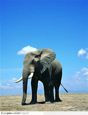 象之世界-蓝天下行走的大象