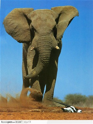 象之世界-奔跑的大象