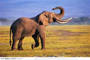 象之世界-举起鼻子的大象