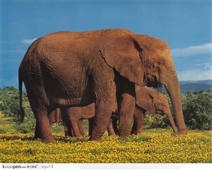 象之世界-褐色的大象