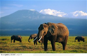 象之世界-一头可爱的大象