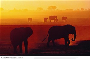 象之世界-夕阳下行走的大象
