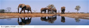 象之世界-水池旁休息的大象