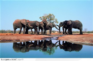 象之世界-水池旁交流的大象