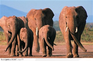 象之世界-象群正面特写