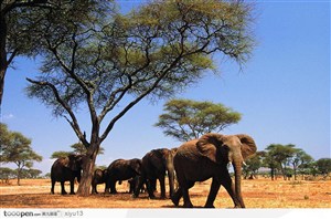 象之世界-树下行走的大象