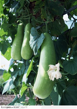 蔬菜瓜果-藤蔓上的冬瓜