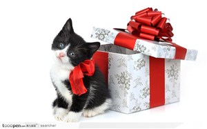 站在圣诞礼盒礼物旁的小猫咪