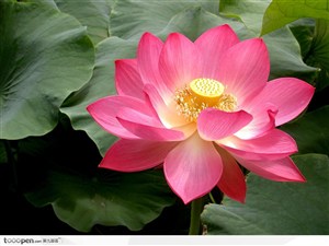 水上的粉红莲花图片