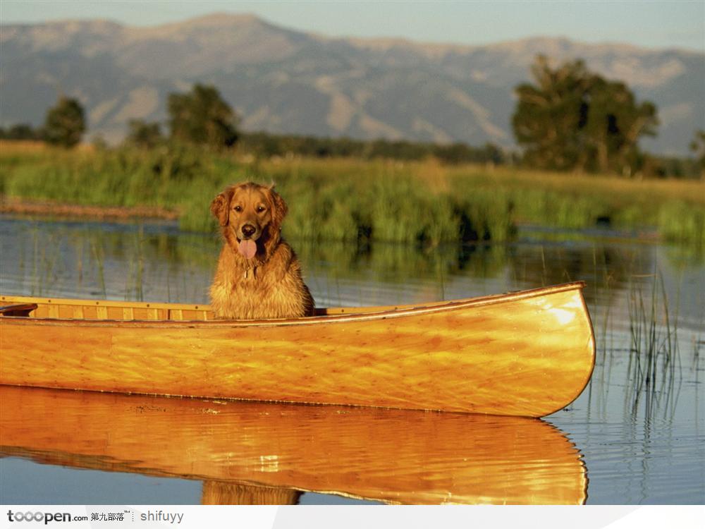 在独木船上的金毛狗
