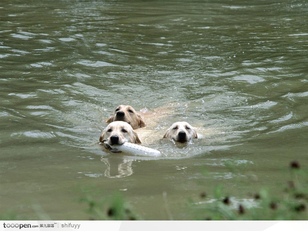 叼着东西游泳的狗狗们