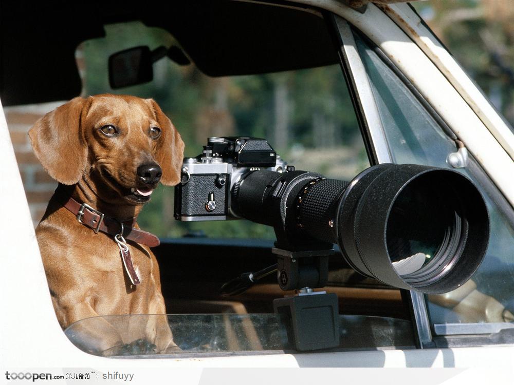 在车上摄影的猎犬