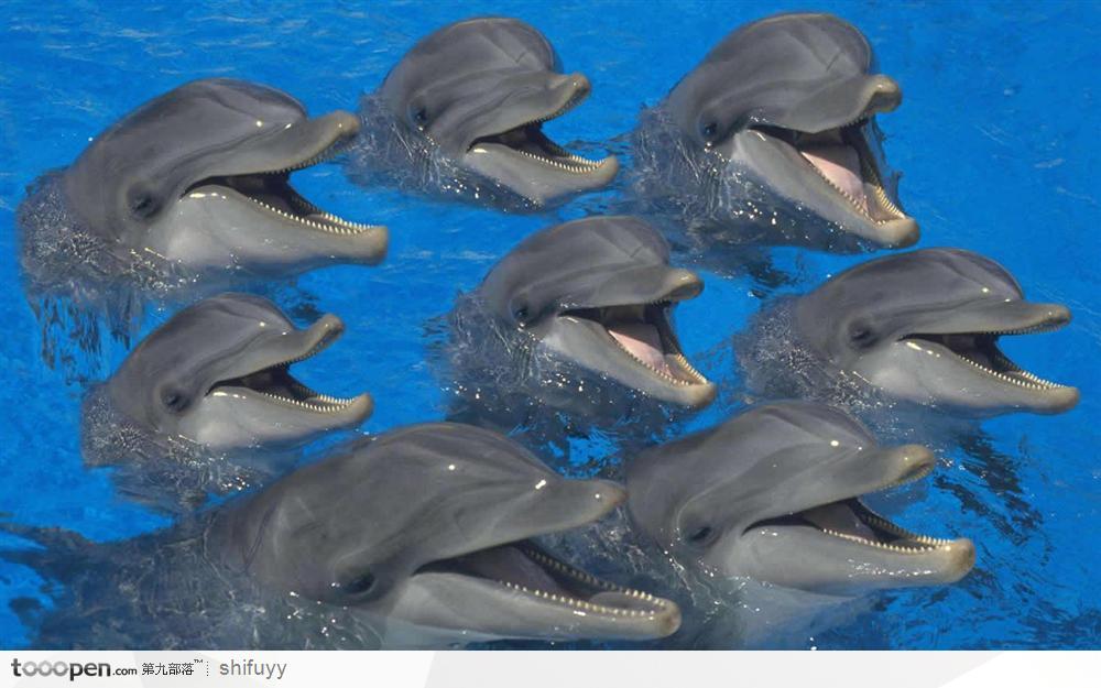 齐声歌唱的海豚们