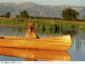 在独木船上的金毛狗