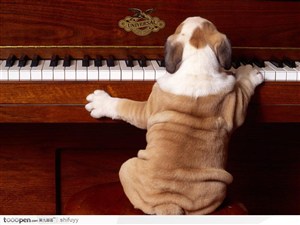 弹钢琴的沙皮狗
