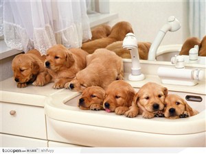 盥洗台上的狗狗家族