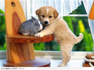 木凳上的兔子与狗的合影