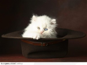 礼帽里的白色波斯猫