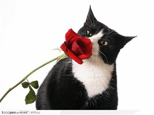 约翰猫与玫瑰花