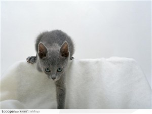 白布上的灰色小猫咪