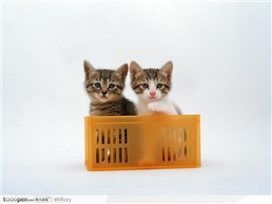 黄色箱子里的两只猫咪