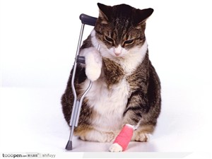 拄着拐杖受伤的猫