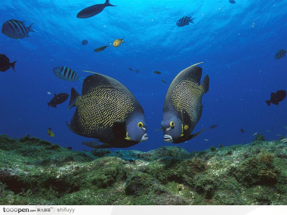 深海魚類