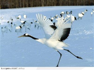雪地中起飞的仙鹤群鸟图片