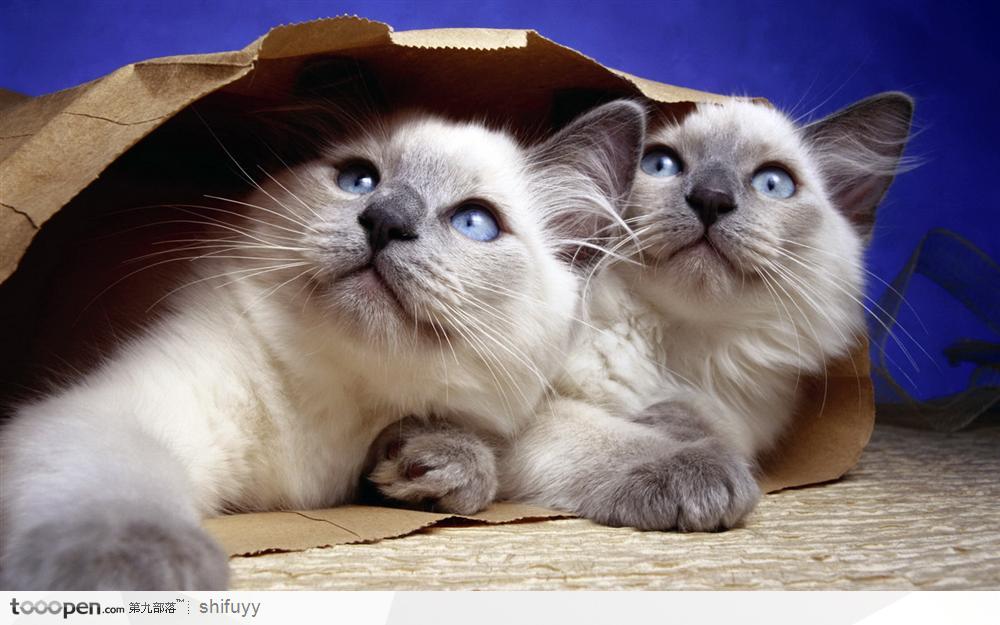 双胞胎白猫的特写