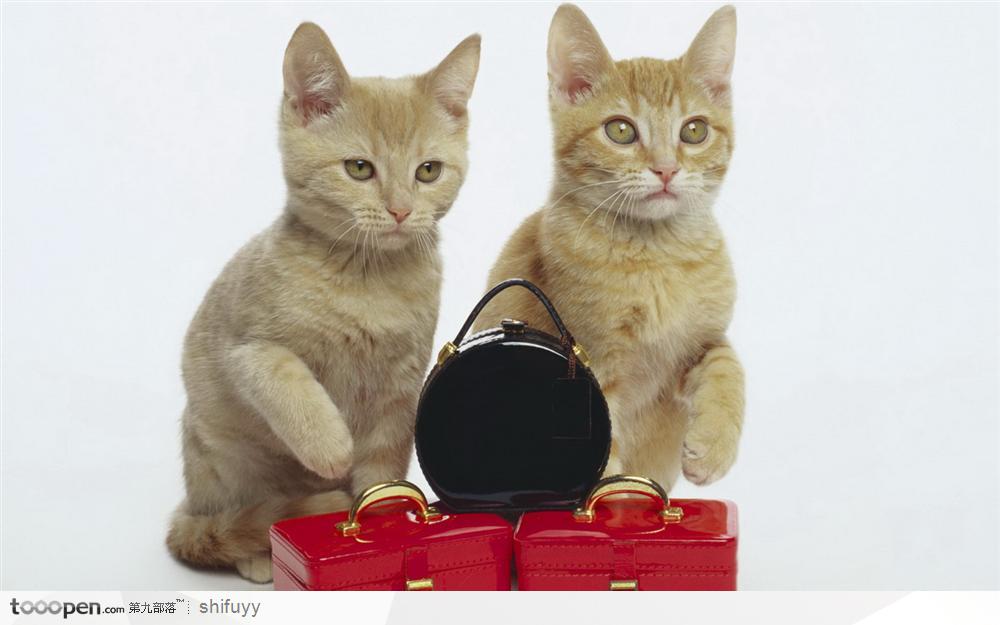 猫咪与包包 高清图片