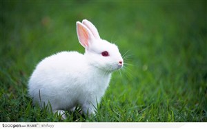 绿草地上的白兔图片