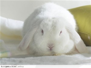 睡眼朦胧的白兔