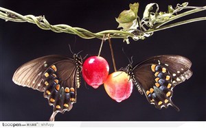 红樱桃上的两只斑蝶