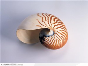 纹形海螺