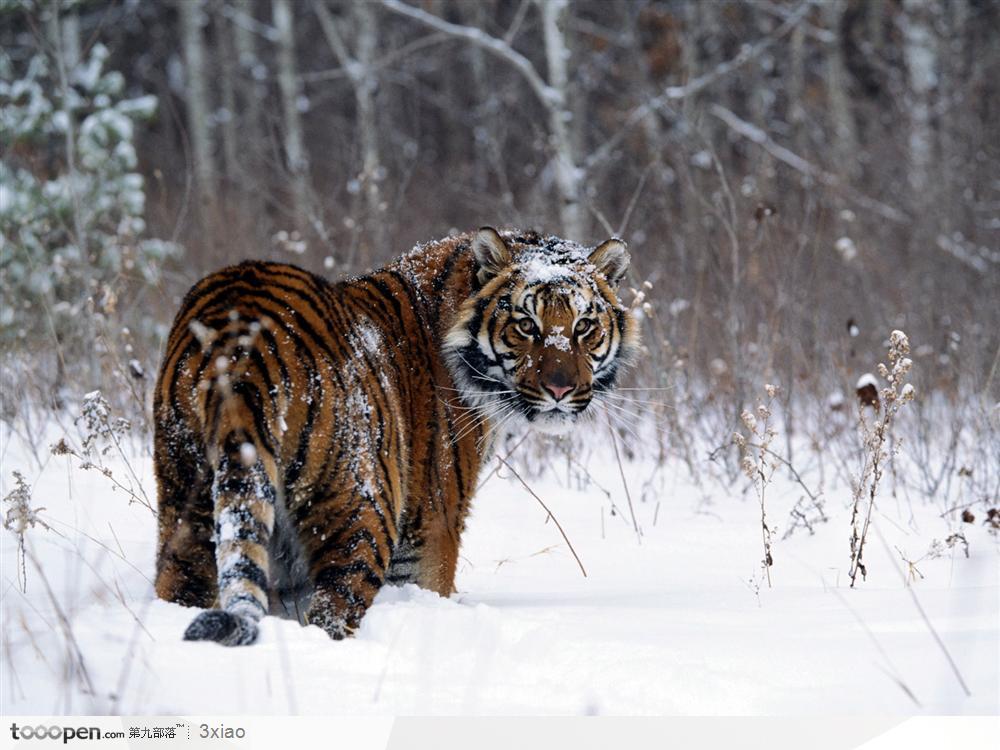 雪地行走回头的老虎