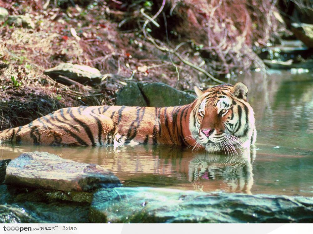 在水中游泳的老虎