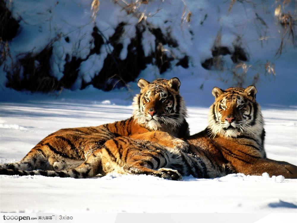 爬在雪地里的两只老虎