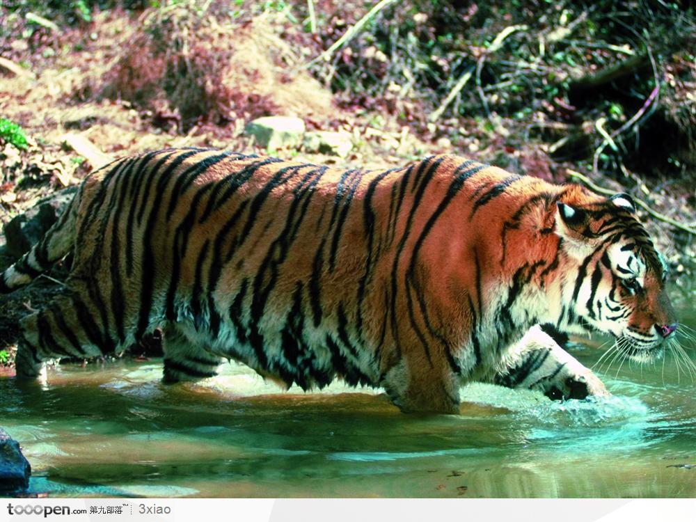 老虎淌水
