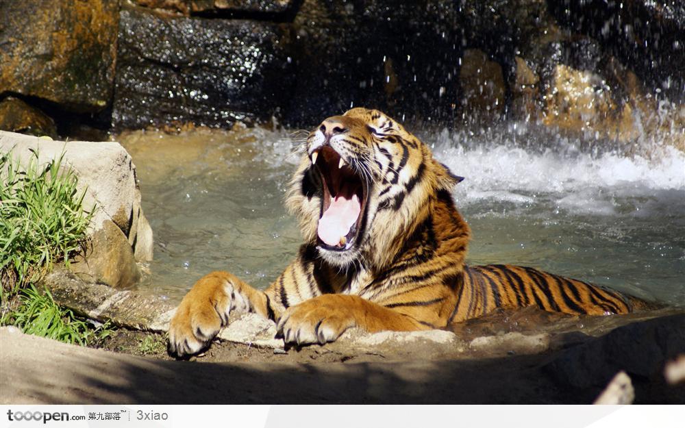 爬在水池边长吼的老虎
